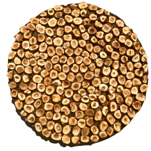 Chocolat -  - L'Atelier des Sens - Lille / Tournai / Mouscron